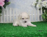 Roxy, AKC Champion Sired, a female Poodle - Toy  for sale in Butler, MO – Photo 4 of 6