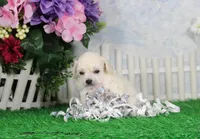 Roxy, AKC Champion Sired, a female Poodle - Toy  for sale in Butler, MO – Photo 1 of 6