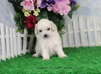 Roxy, AKC Champion Sired, a female Poodle - Toy  for sale in Butler, MO – Photo 2 of 6