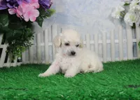 Roxy, AKC Champion Sired, a female Poodle - Toy  for sale in Butler, MO – Photo 3 of 6