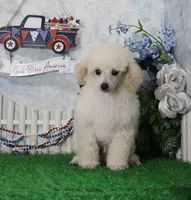 Ranger, AKC Champion Sired, a male Poodle - Toy  for sale in Butler, MO – 3 of 8