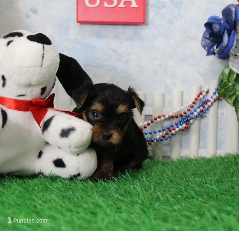 Yukon, AKC – Yorkshire Terrier puppy for sale in Butler, MO