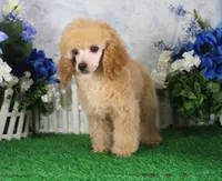 Andy, AKC Champion Sired, a male Poodle - Toy  for sale in Butler, MO – 4 of 7
