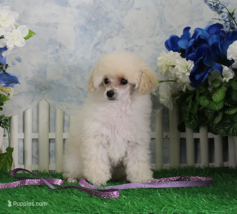 Evie, AKC Champion Sired – Poodle - Toy  puppy for sale in Butler, MO
