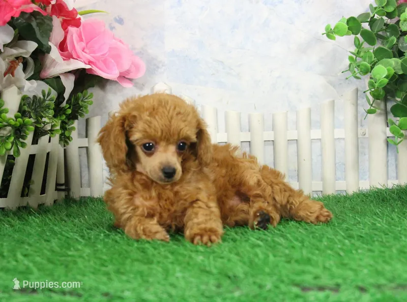 Brandy, AKC Champion Sire