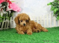 Brandy, AKC Champion Sire, a female Poodle - Toy  for sale in Butler, MO – Photo 1 of 7