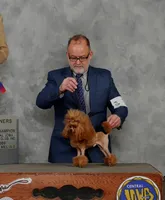 Brandy, AKC Champion Sire, a female Poodle - Toy  for sale in Butler, MO – Photo 6 of 7