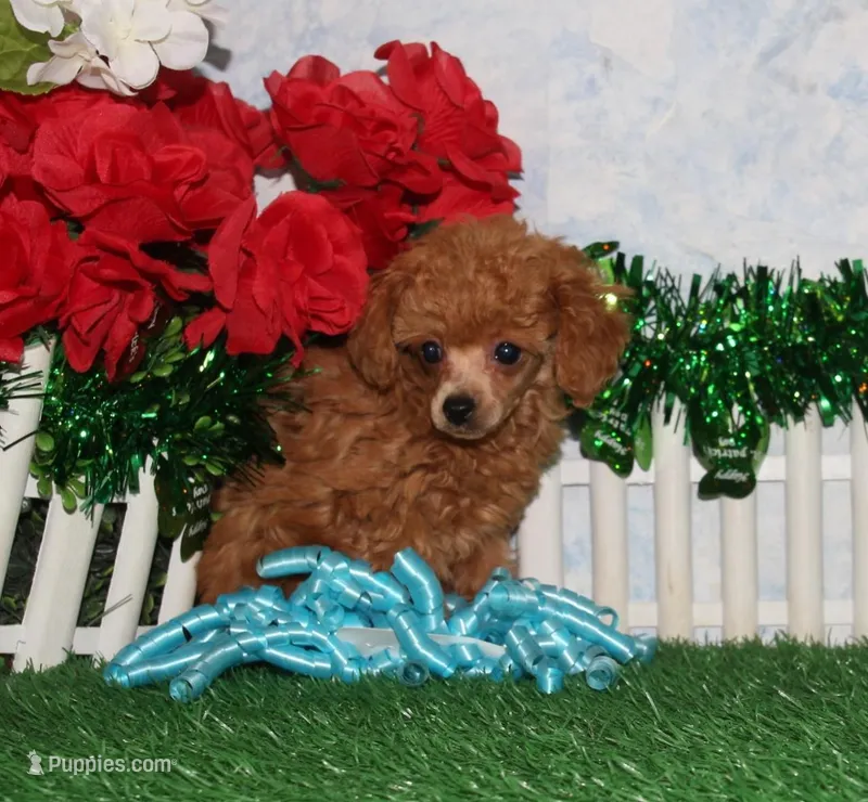 Brandy, AKC Champion Sire