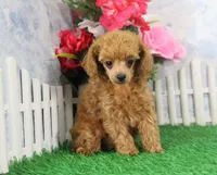 Brandy, AKC Champion Sire, a female Poodle - Toy  for sale in Butler, MO – Photo 2 of 7