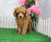 Brandy, AKC Champion Sire, a female Poodle - Toy  for sale in Butler, MO – Photo 4 of 7