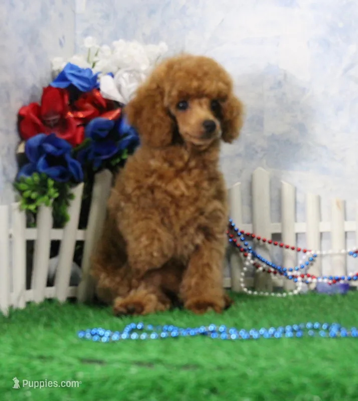 Misty, AKC Champion Sired – Poodle - Toy  puppy for sale in Butler, MO