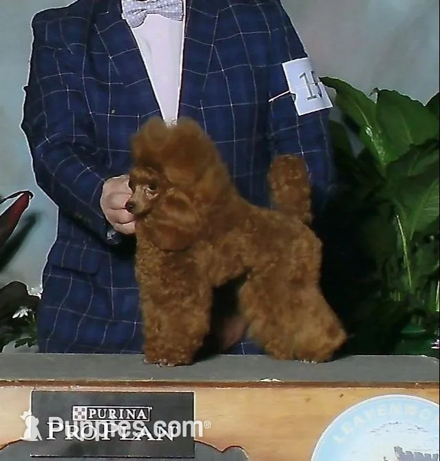 Tequilla, AKC Champion Sired, a female Poodle - Toy  for sale in Butler, MO – 5 of 6