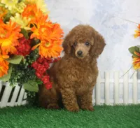 Marci, AKC Champion Sired, a female Poodle - Toy  for sale in Butler, MO – 3 of 6