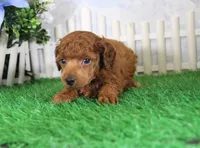 Falcon, AKC Champion Sired, a male Poodle - Toy  for sale in Butler, MO – 3 of 4