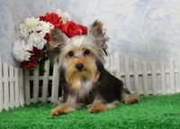 Levi, AKC, a male Yorkshire Terrier for sale in Butler, MO – 4 of 9