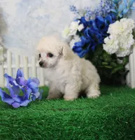 Rosie, AKC Champion Sired, a female Poodle - Toy  for sale in Butler, MO – 4 of 4