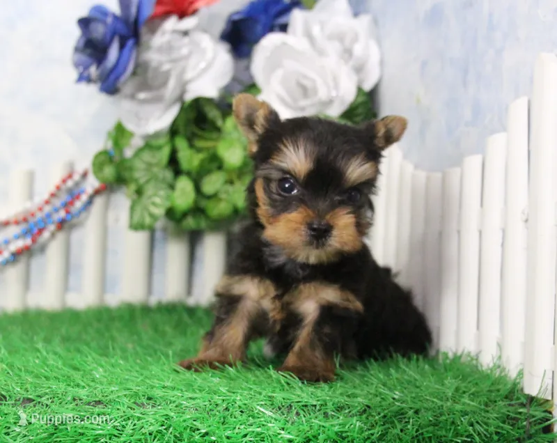 Landon, AKC – Yorkshire Terrier puppy for sale in Butler, MO