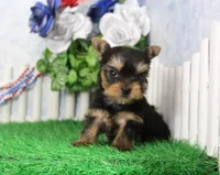 Landon, AKC, a male Yorkshire Terrier for sale in Butler, MO – 1 of 7