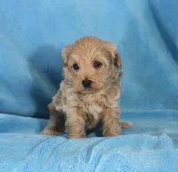 Jake, ICA, a male Maltipoo for sale in Butler, MO – 4 of 4