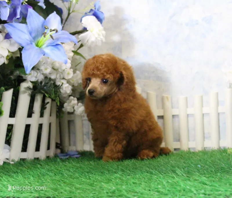 Benji, AKC Champion Sired – Poodle - Toy  puppy for sale in Butler, MO