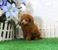 Benji, AKC Champion Sired, a male Poodle - Toy  for sale in Butler, MO – 1 of 6