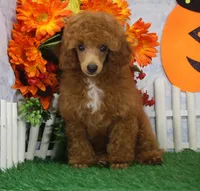 Rusty, AKC Champion Sired, a male Poodle - Toy  for sale in Butler, MO – 3 of 7
