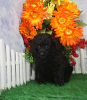 Sparky. AKC Champion Sired, a male Poodle - Toy  for sale in Butler, MO – 4 of 4