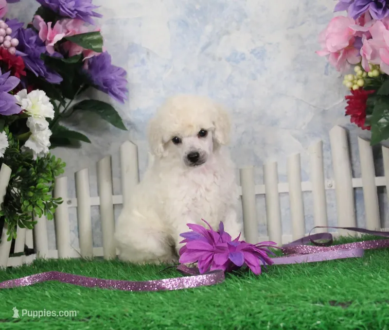 Robin, AKC Champion Sired – Poodle - Toy  puppy for sale in Butler, MO