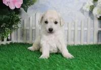 Robin, AKC Champion Sired, a female Poodle - Toy  for sale in Butler, MO – Photo 2 of 6