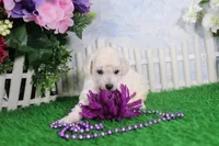 Robin, AKC Champion Sired, a female Poodle - Toy  for sale in Butler, MO – Photo 4 of 6