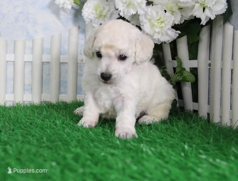 Robin, AKC Champion Sired – Poodle - Toy  puppy for sale in Butler, MO