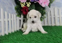 Robin, AKC Champion Sired, a female Poodle - Toy  for sale in Butler, MO – Photo 3 of 6