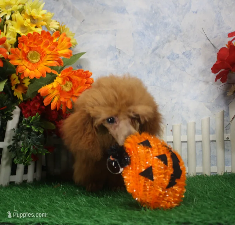Tate, AKC Champion Sired – Poodle - Toy  puppy for sale in Butler, MO