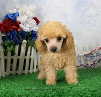 Snoozy, AKC Champion Sired, a male Poodle - Toy  for sale in Butler, MO – 7 of 9