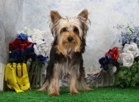 Levi, AKC, a male Yorkshire Terrier for sale in Butler, MO – 3 of 9