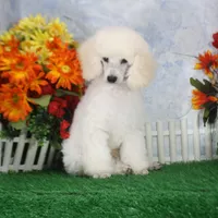 Parker, AKC Champion Sired, a male Poodle - Toy  for sale in Butler, MO – 3 of 6
