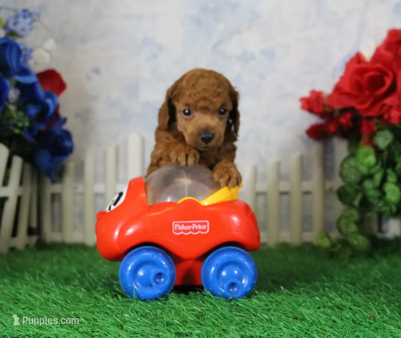 Bingo, AKC Champion Sired – Poodle - Toy  puppy for sale in Butler, MO