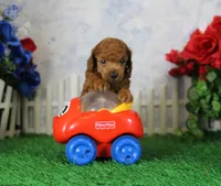 Bingo, AKC Champion Sired, a male Poodle - Toy  for sale in Butler, MO – 1 of 4