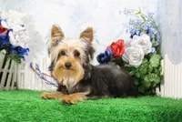 Levi, AKC, a male Yorkshire Terrier for sale in Butler, MO – 2 of 9
