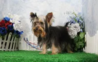 Hobo, AKC, a male Yorkshire Terrier for sale in Butler, MO – 3 of 10