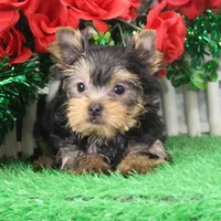 Sonny, AKC, a male Yorkshire Terrier for sale in Butler, MO – Photo 4 of 9