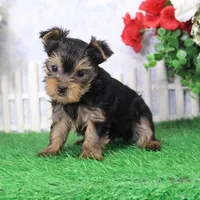 Sonny, AKC, a male Yorkshire Terrier for sale in Butler, MO – Photo 5 of 9