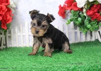Sunny, AKC, a male Yorkshire Terrier for sale in Butler, MO – Photo 3 of 7