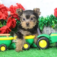Sonny, AKC, a male Yorkshire Terrier for sale in Butler, MO – Photo 1 of 9
