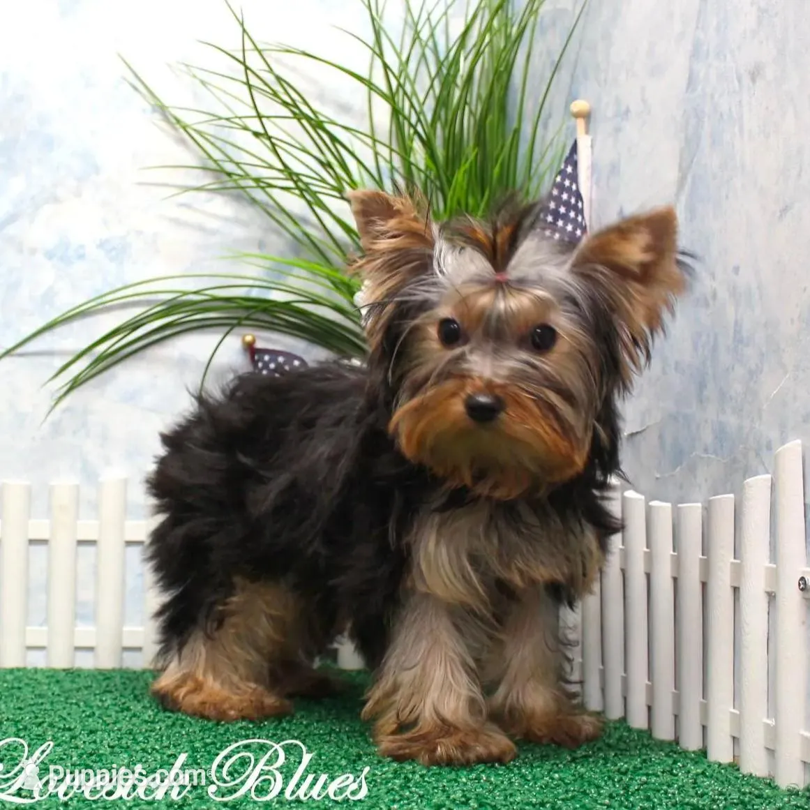 Sunny, AKC, a male Yorkshire Terrier for sale in Butler, MO – Photo 7 of 7