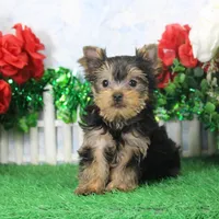 Sonny, AKC, a male Yorkshire Terrier for sale in Butler, MO – Photo 3 of 9