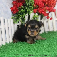 Sonny, AKC, a male Yorkshire Terrier for sale in Butler, MO – Photo 7 of 9
