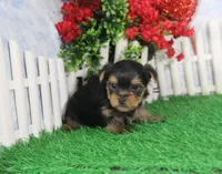 Sunny, AKC, a male Yorkshire Terrier for sale in Butler, MO – Photo 5 of 7