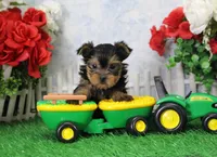 Sunny, AKC, a male Yorkshire Terrier for sale in Butler, MO – Photo 2 of 7