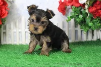 Sunny, AKC, a male Yorkshire Terrier for sale in Butler, MO – Photo 1 of 7